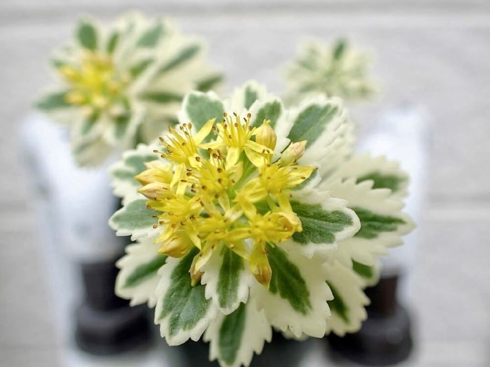 セダム　多肉植物