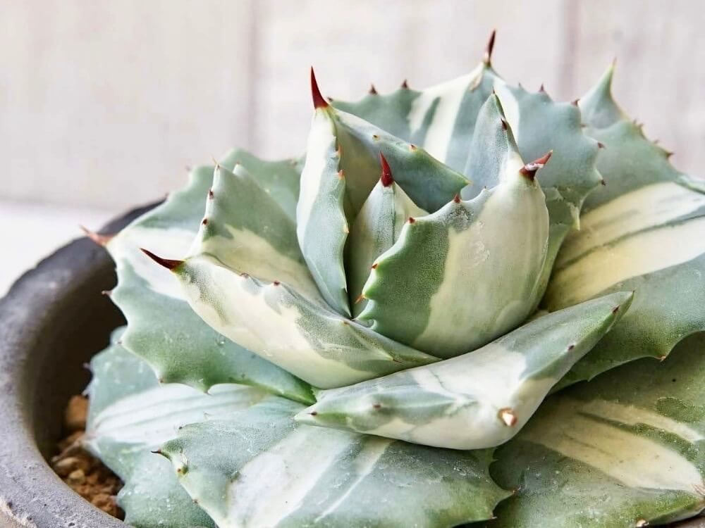 アガベ　多肉植物