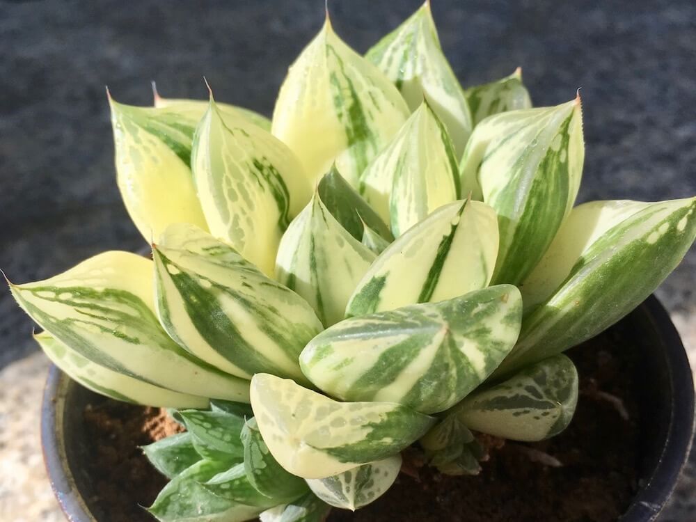 ハオルチア 　多肉植物