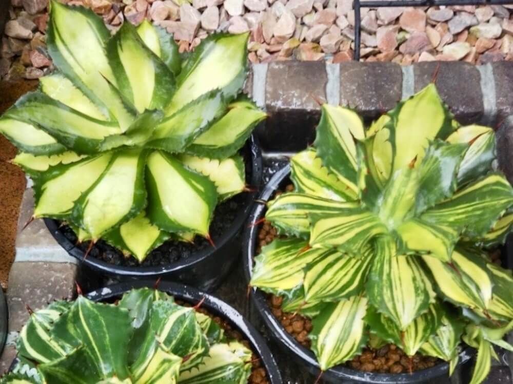 アガベ　多肉植物