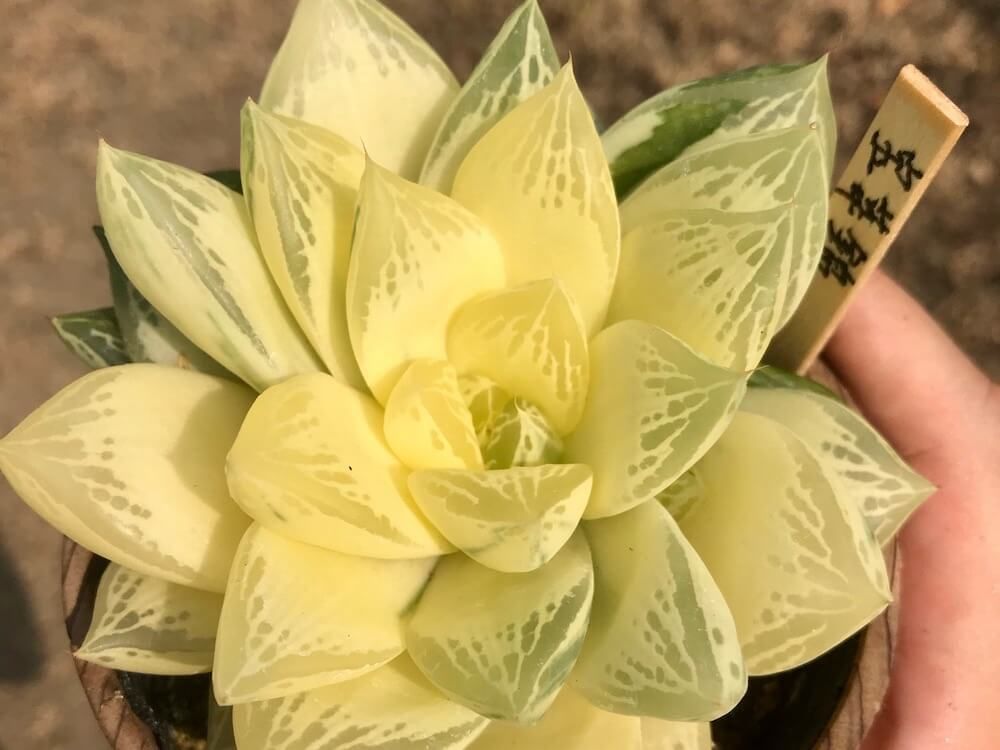 ハオルチア 　多肉植物