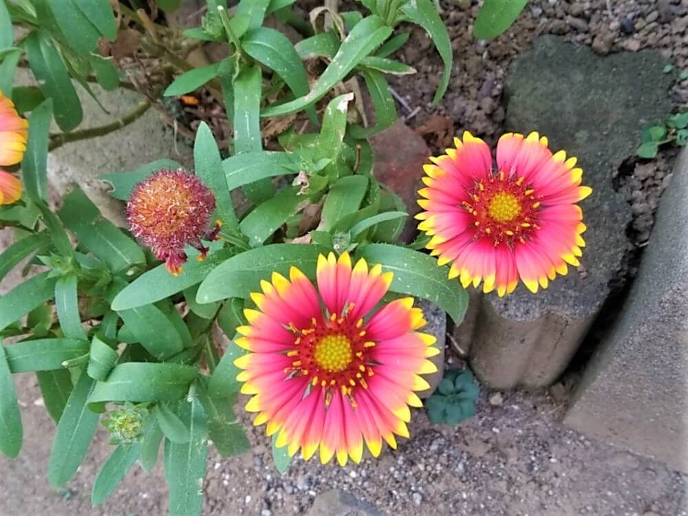 ガイラルディア