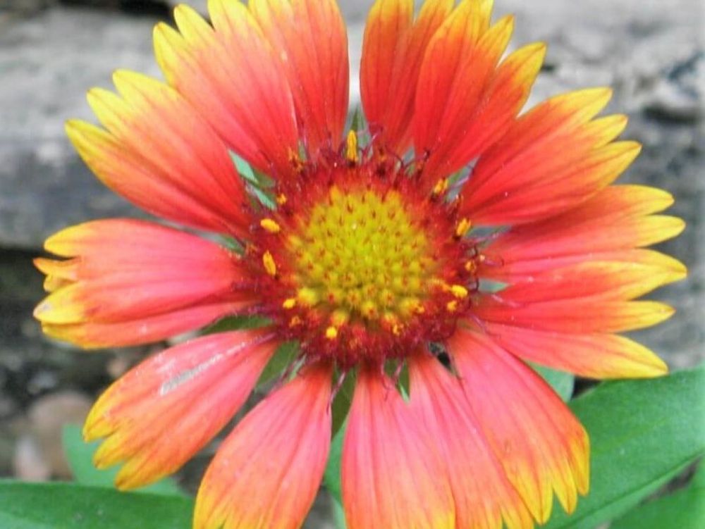 ガイラルディア　オレンジ色の花