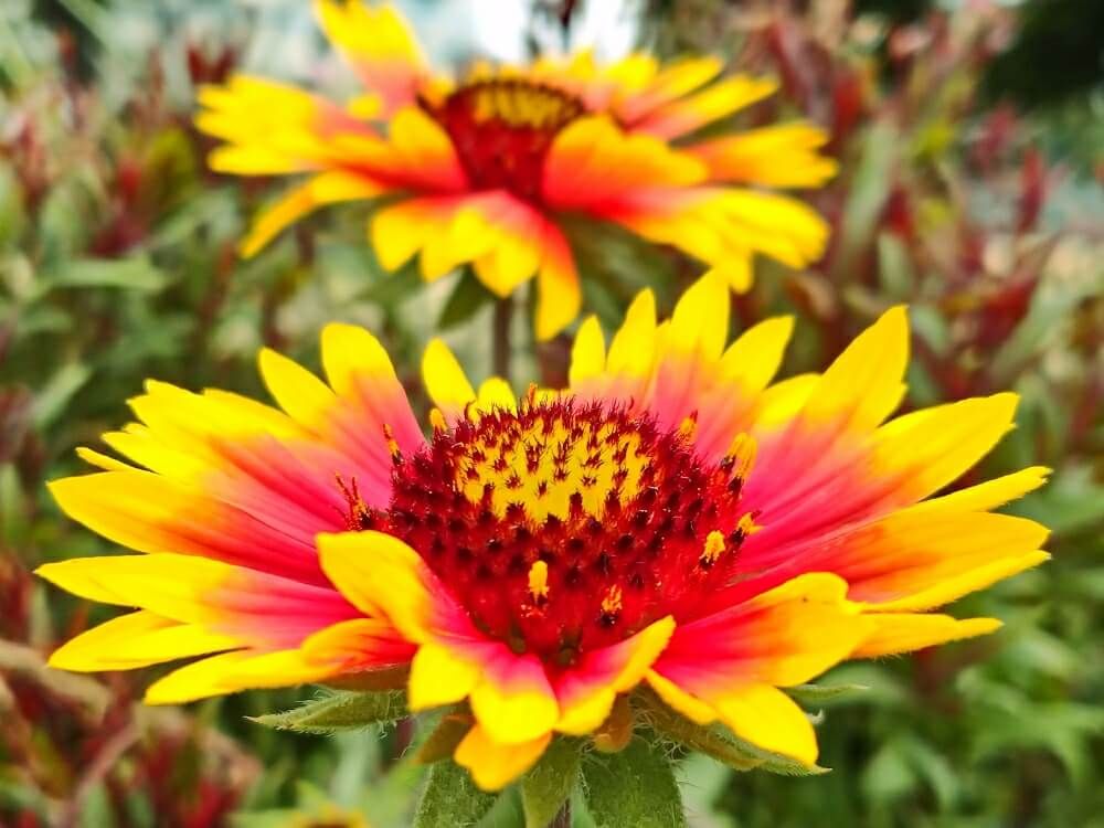 オオテンニンギク