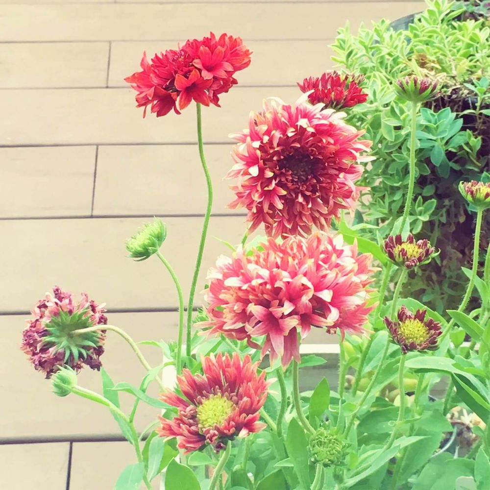 ガイラルディア ピンクスパーク