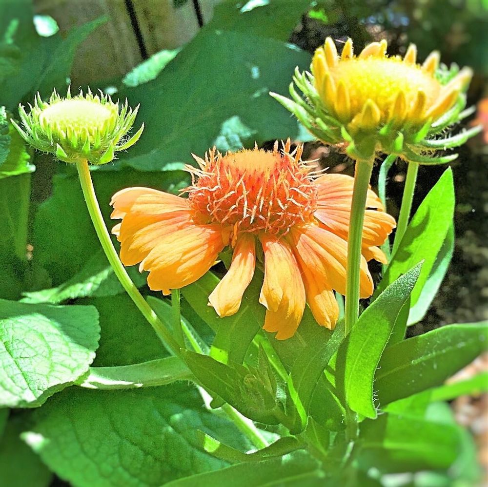 アリゾナサン アプリコット