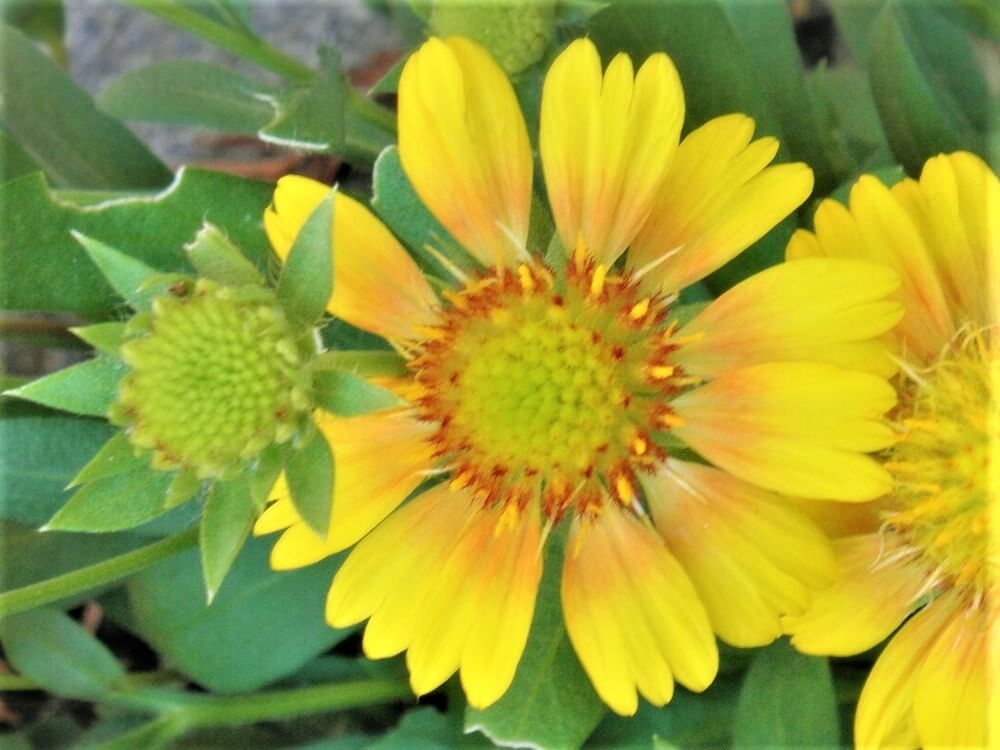 ガイラルディアの花言葉 意味や種類 花の特徴は Greensnap グリーンスナップ