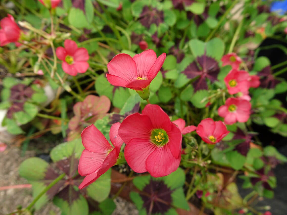 オキザリス デッペイの花言葉 花の特徴や意味 地植えがおすすめ Greensnap グリーンスナップ