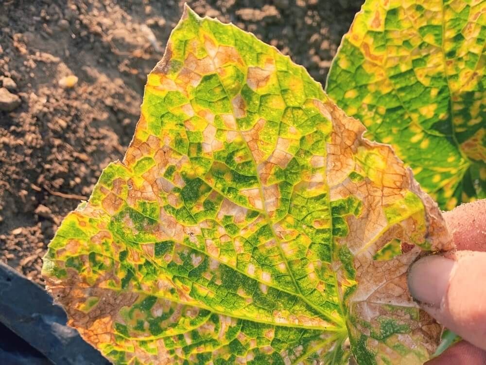 枯れた　枯れる　枯葉