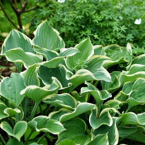 窒素肥料 ｎ とは 効果や使い方は どんな種類がある 人体に有害って本当 Greensnap グリーンスナップ