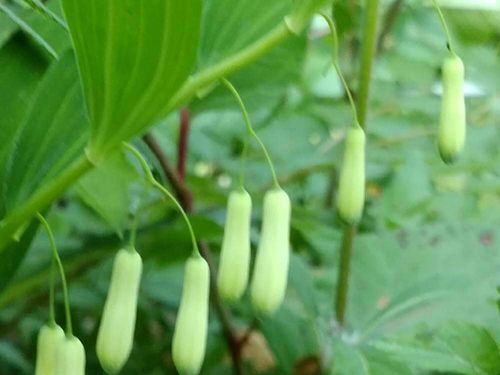 アマドコロの花言葉 花や実の特徴は 効能や種類は Greensnap グリーンスナップ アマドコロの花言葉 花や実の特徴は 効能や種類は Greensnap グリーンスナップ