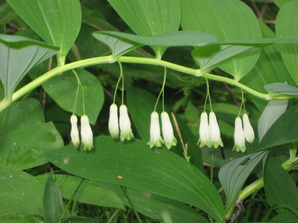 アマドコロの花言葉 花や実の特徴は 効能や種類は Greensnap グリーンスナップ