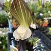 ウラシマソウの花言葉｜意味や花の特徴、仏炎苞ってなに？の画像