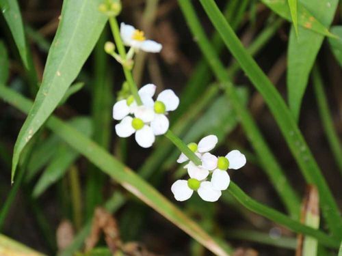オモダカの花言葉 意味や花の特徴 水田で育てられる Greensnap グリーンスナップ