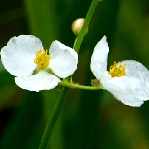 オモダカの花言葉 意味や花の特徴 水田で育てられる Greensnap グリーンスナップ