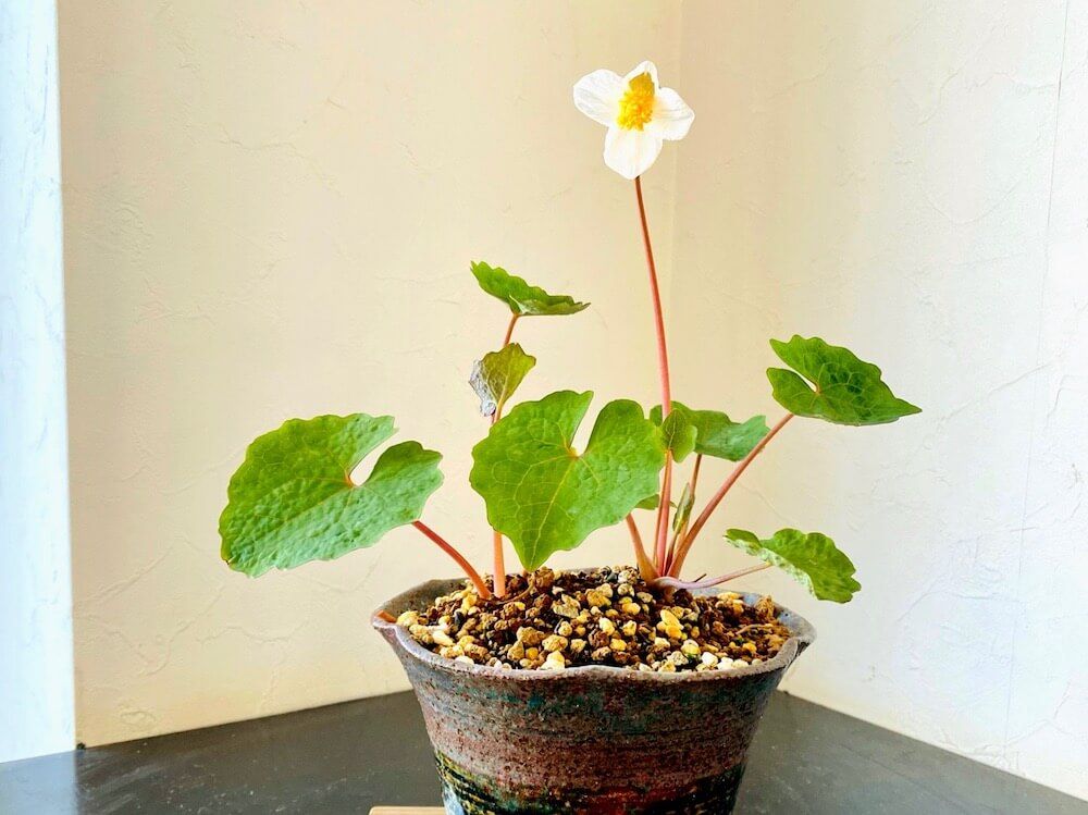 鉢植えのシラユキゲシ