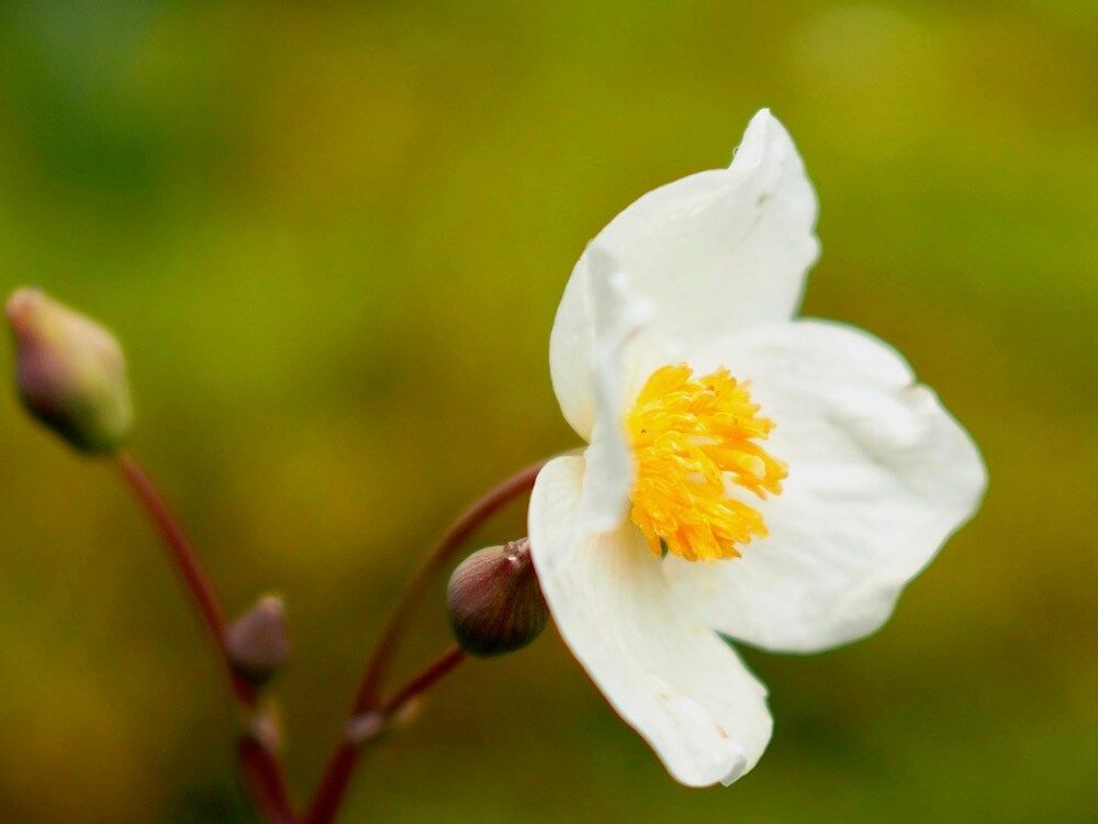 シラユキゲシ　花