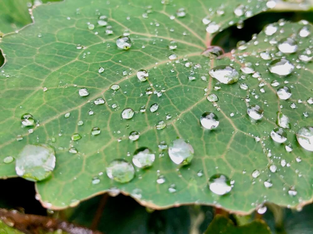 シラユキゲシ　葉　水滴