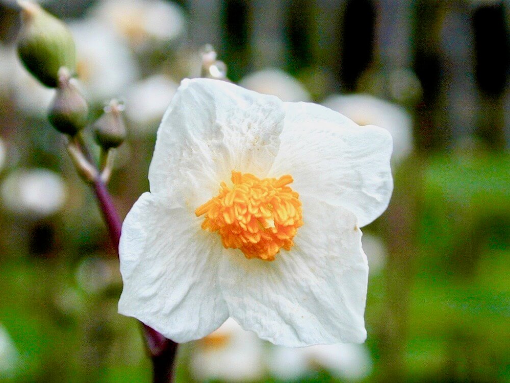 シラユキゲシ　花
