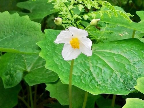 シラユキゲシ 白雪芥子 の花言葉 毒はある 一度繁殖すると大変 Greensnap グリーンスナップ