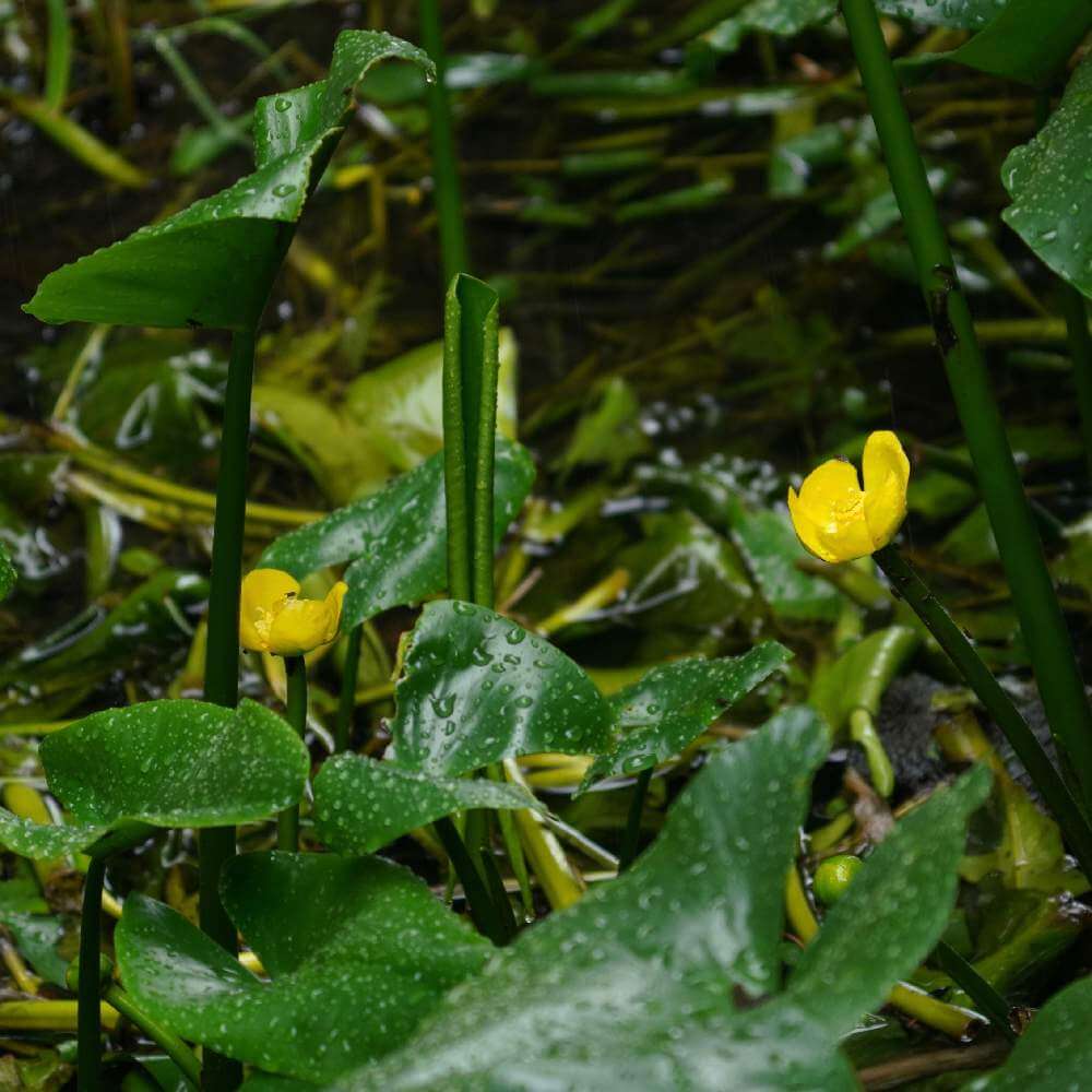 コウホネの花言葉 花の特徴や種類 絶滅危惧種にも指定されている Greensnap グリーンスナップ