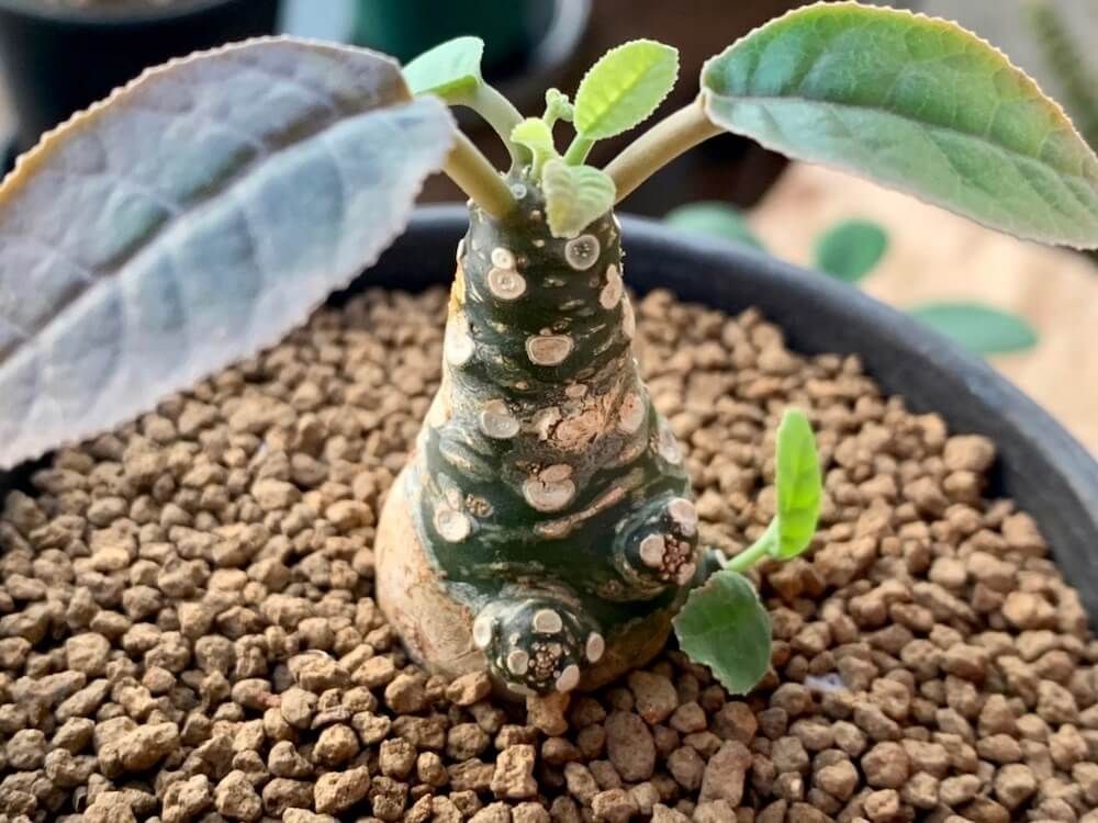 塊根植物 珍奇植物 赤玉土