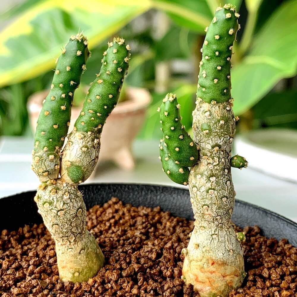 塊根植物　珍奇植物　赤玉土