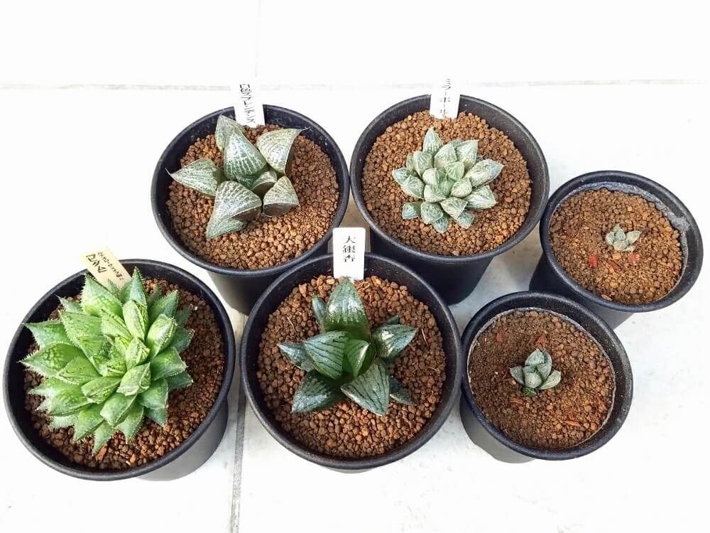 多肉植物　赤玉土