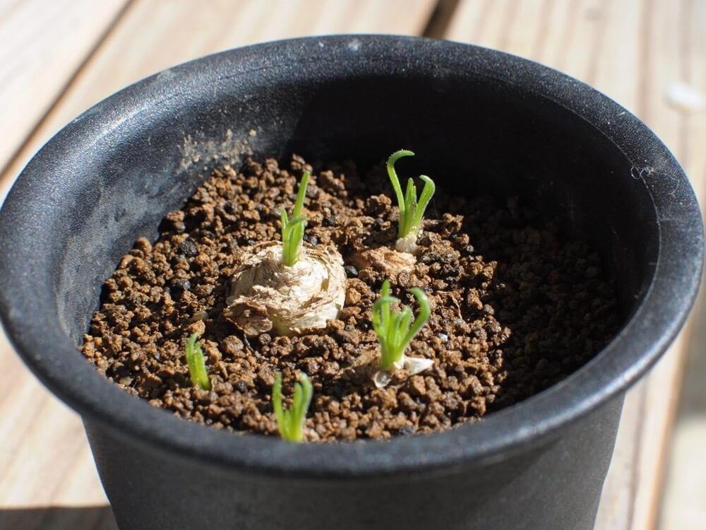 塊根植物　珍奇植物　赤玉土