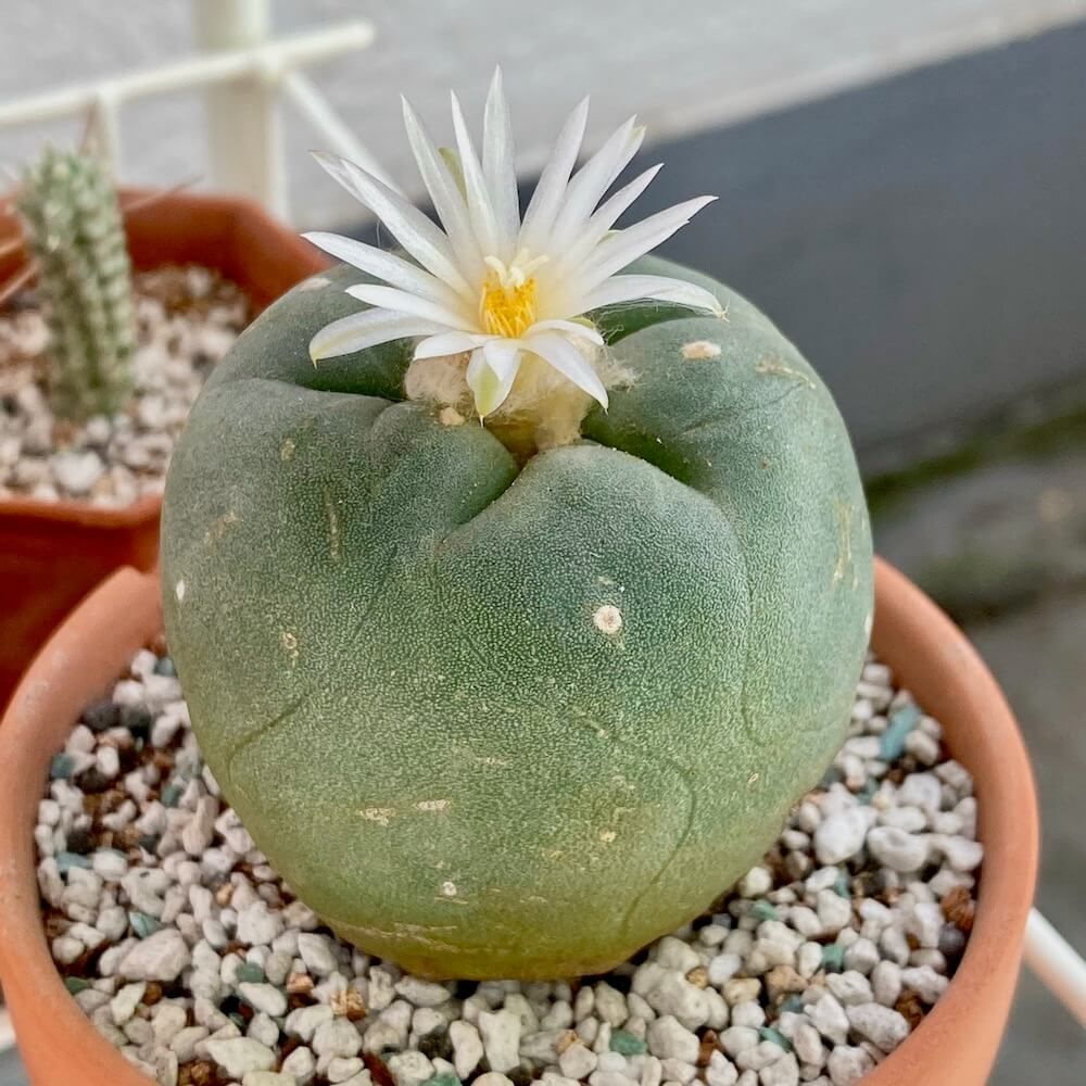 多肉植物　サボテン　ロフォフォラ　翠冠玉