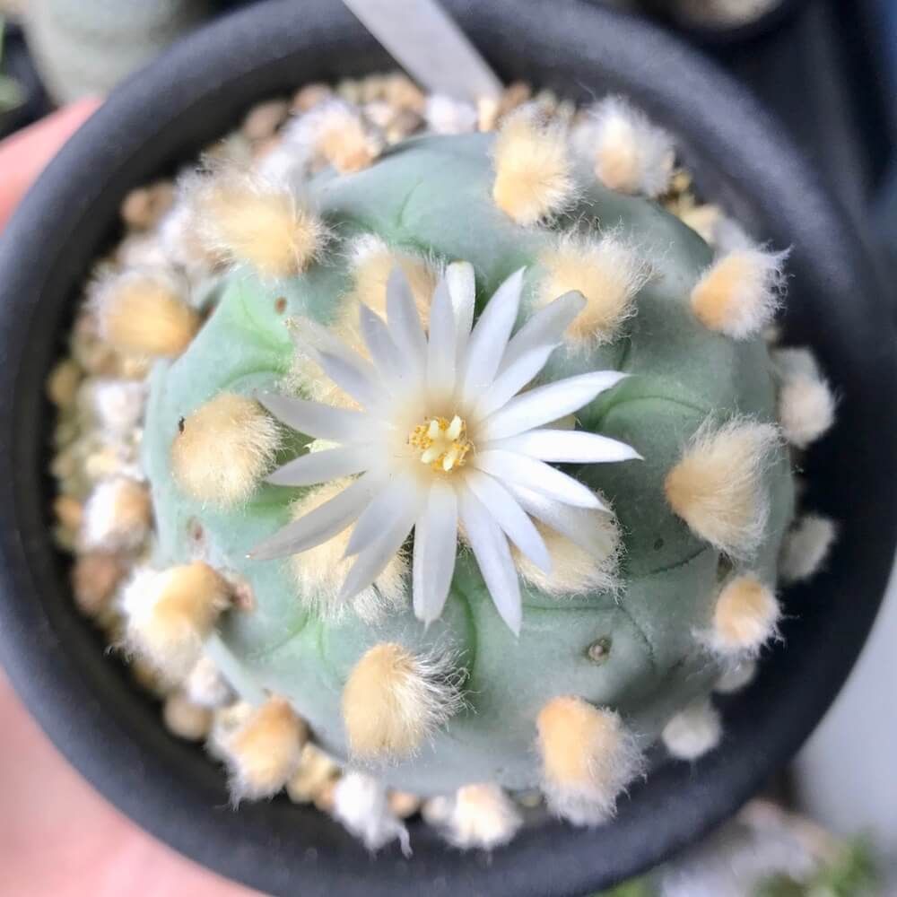 多肉植物　サボテン　ロフォフォラ　翠冠玉