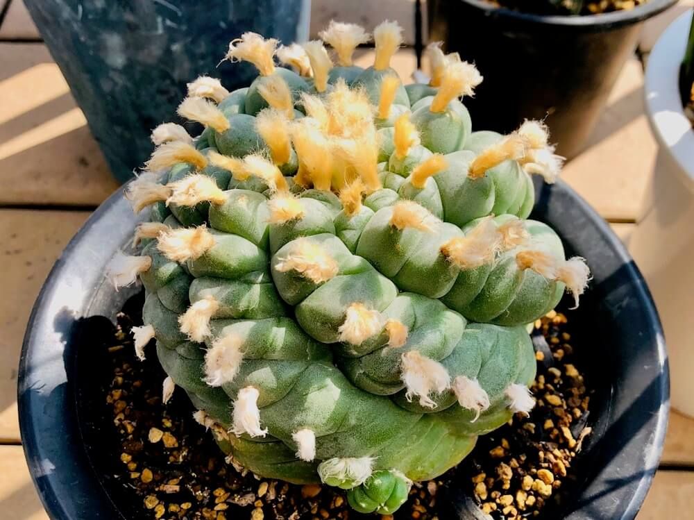 多肉植物　サボテン　ロフォフォラ　烏羽玉