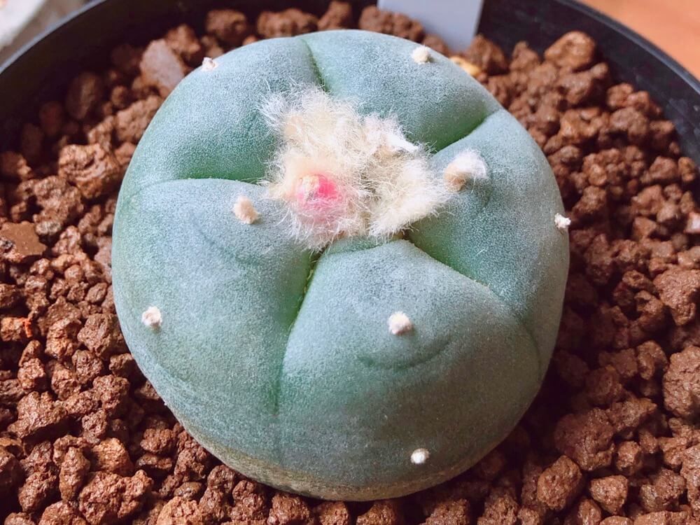 多肉植物　サボテン　ロフォフォラ　烏羽玉