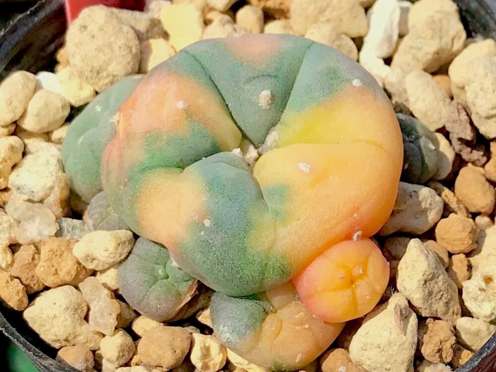 多肉植物　サボテン　ロフォフォラ　烏羽玉