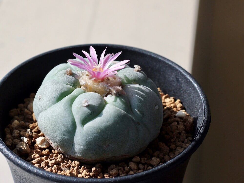 多肉植物　サボテン　ロフォフォラ　銀冠玉