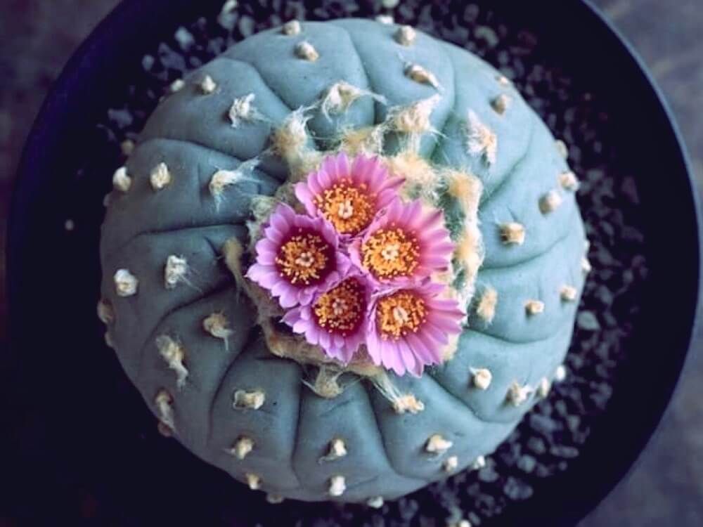 多肉植物　サボテン　ロフォフォラ　銀冠玉