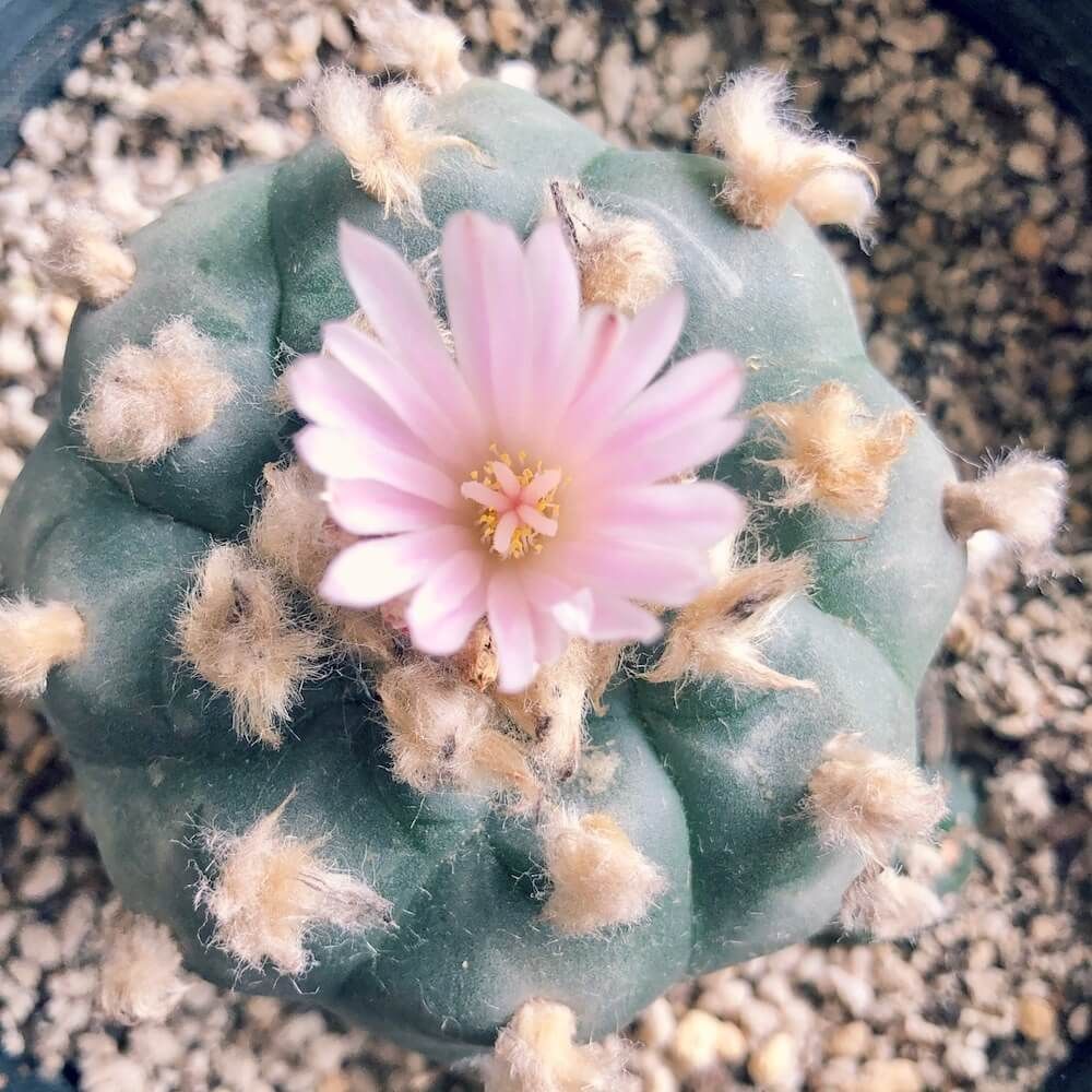 多肉植物　サボテン　ロフォフォラ　烏羽玉