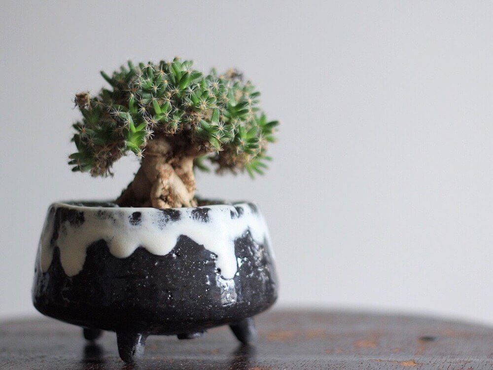 塊根植物　盆栽