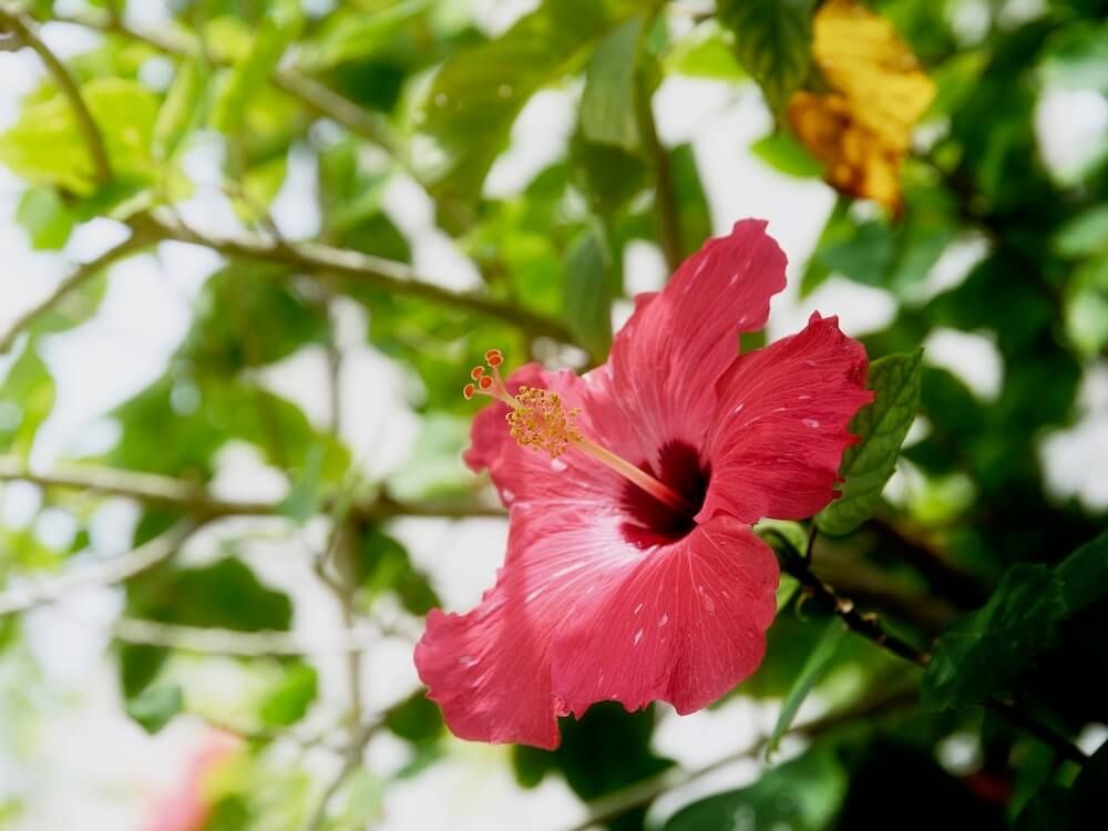 ハイビスカス