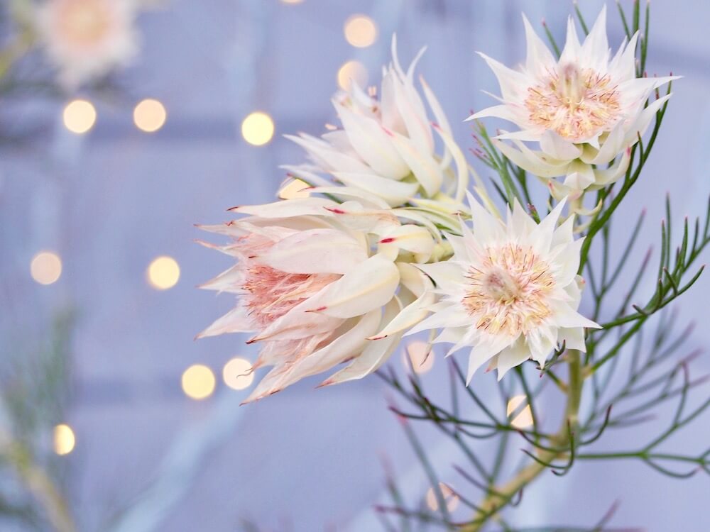 セルリア　ワイルドフラワー　白い花