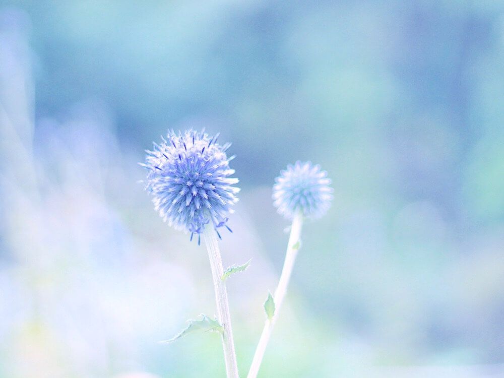 ルリタマアザミ　花