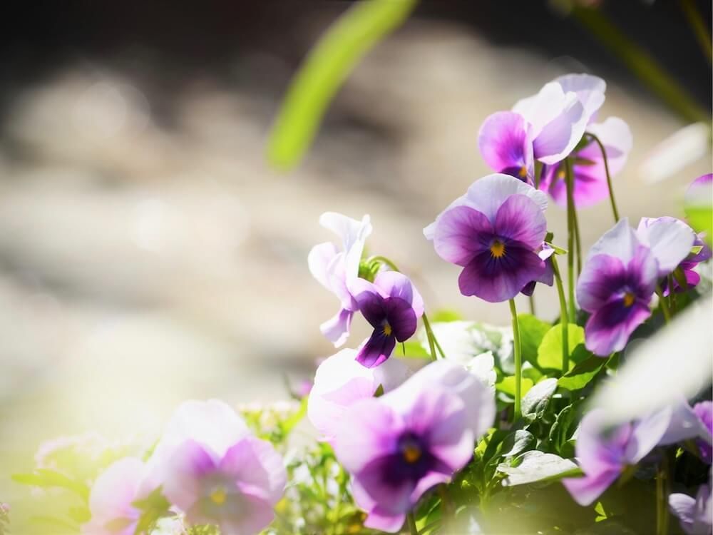 ビオラ　パンジー　花壇