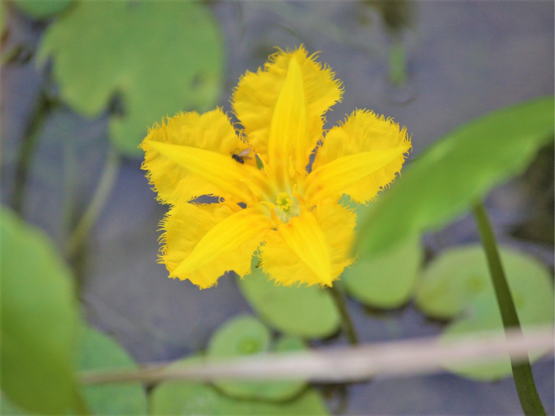 アサザの花言葉 花の特徴や意味 メダカと一緒に育てると良い Greensnap グリーンスナップ