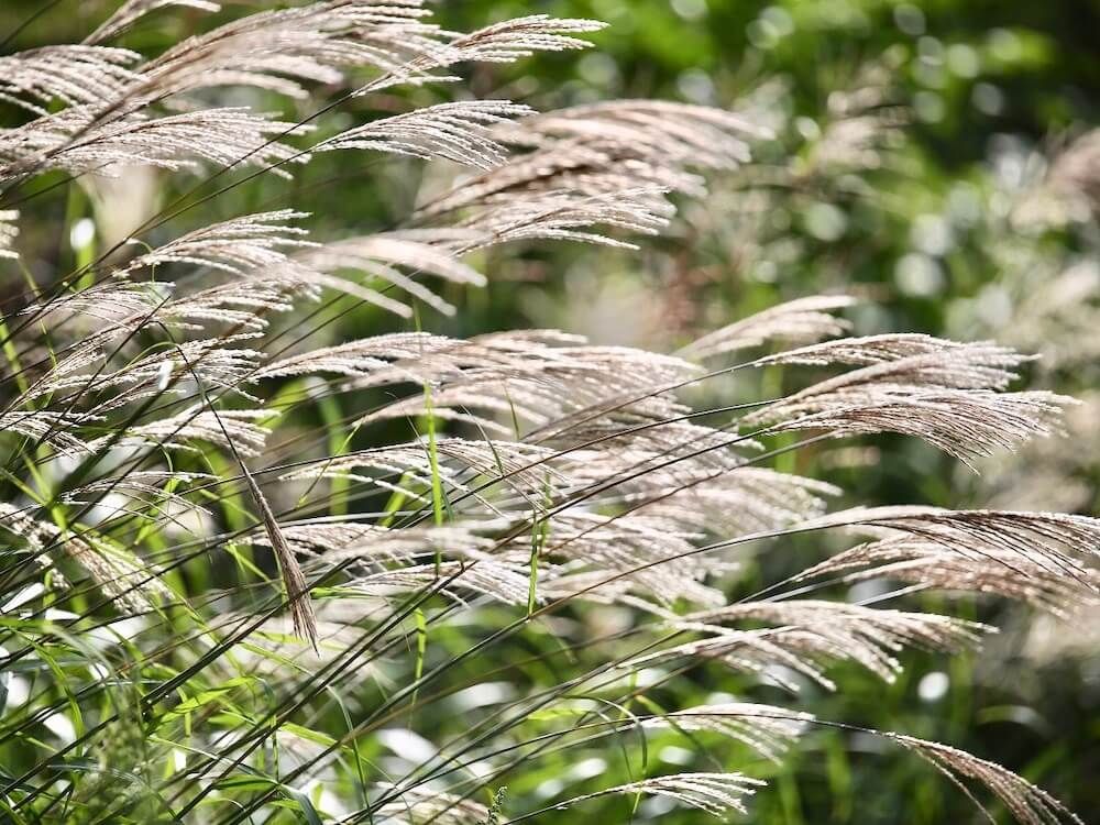 ススキ　秋の七草