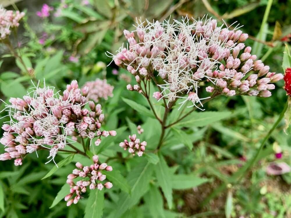 フジバカマ　藤袴　秋の七草