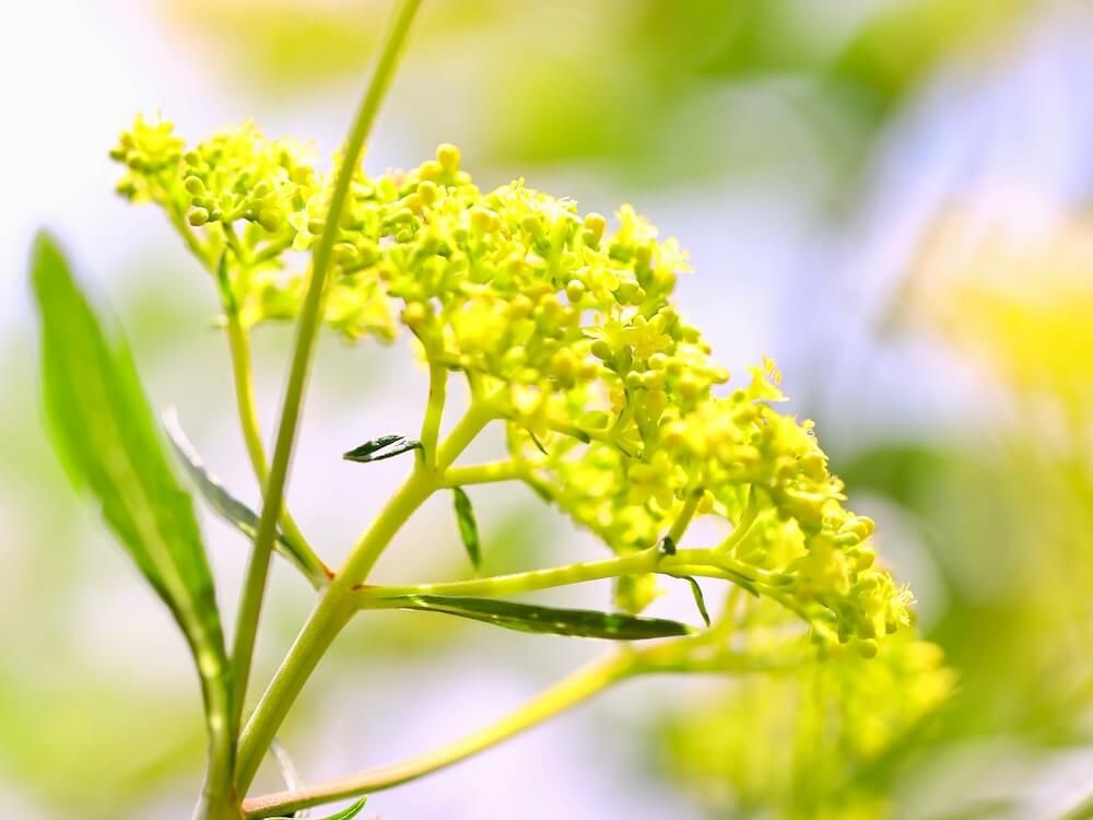 オミナエシ　秋の七草