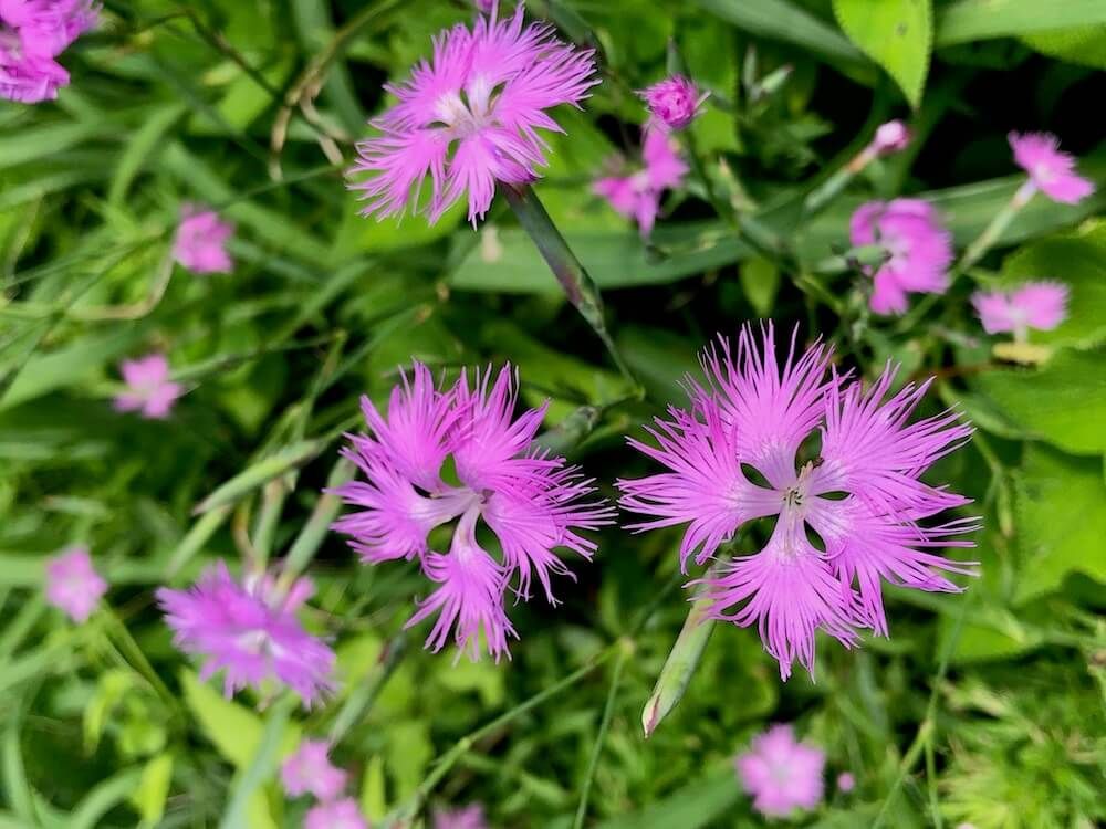 ナデシコ　秋の七草