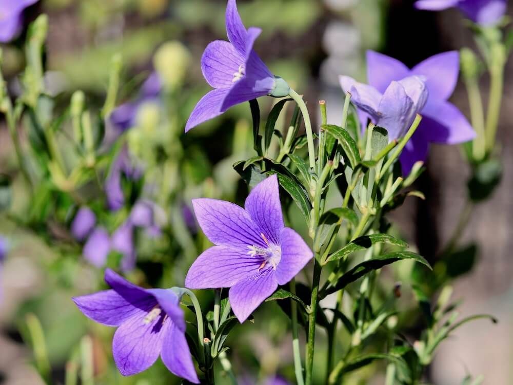 キキョウ　桔梗　秋の七草