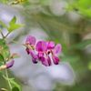 萩(ハギ)の花言葉｜意味や由来は？花の季節や特徴、種類は？の画像