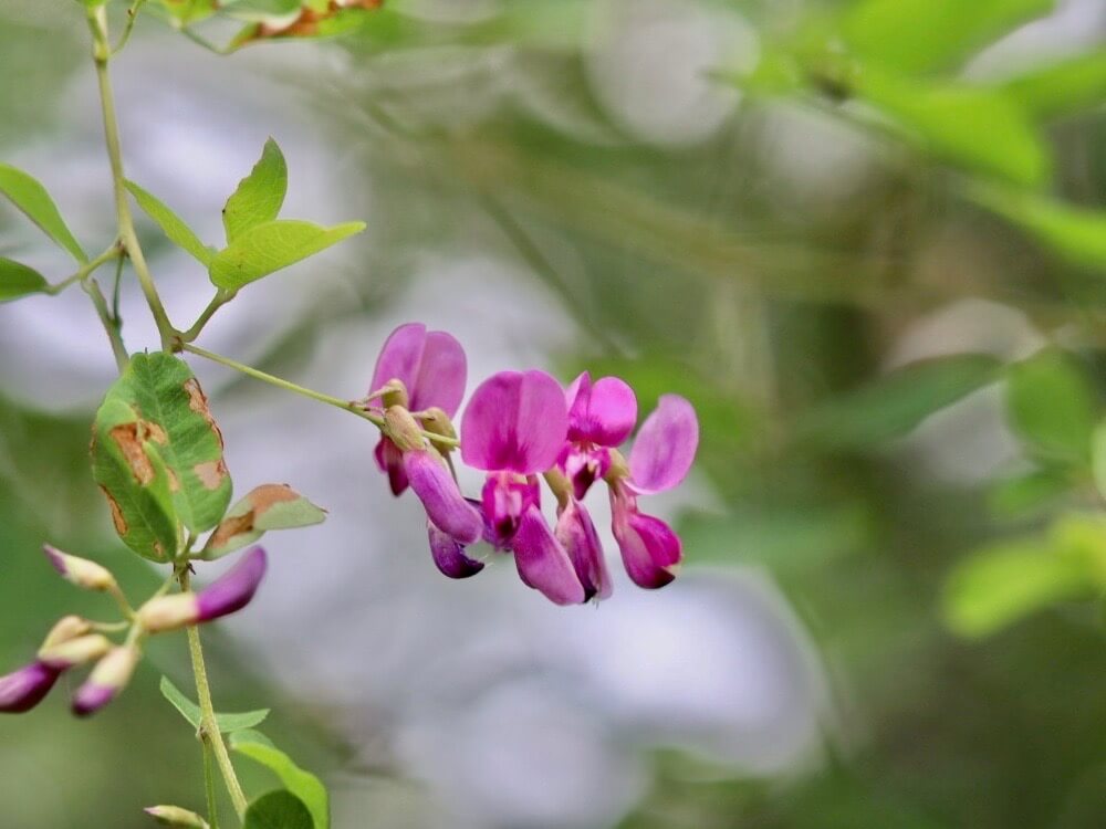 萩 ハギ の花言葉 意味や由来は 花の季節や特徴 種類は Greensnap グリーンスナップ